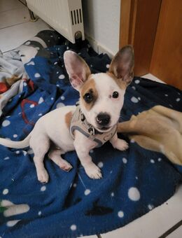 Jack Russel Chihuahua Mix - Königslutter (Elm) Zentrum
