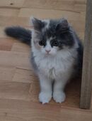 Nur noch 2 Mai Maine Coon Mix Kitten in 27412