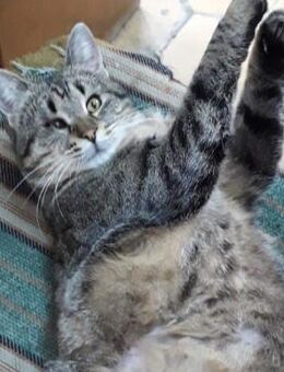 🆘 Notfall 🆘 ❤️ Kuschelkatze Tora ❤️ - Eislingen (Fils)