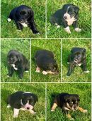 Süße Welpen suchen liebevolles Zuhause! in 91315