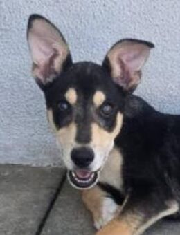 Hundebub PEPE - Gefrees