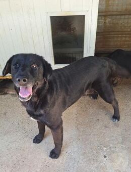 Jugo wer gibt ihm eine Chance? - Obertshausen