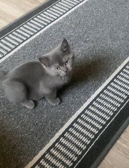 2 süße kitten - Berlin