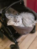 Zwei verschmuste Perserkatzen suchen gemeinsam ein liebevolles Zuhause – Nala & Simba in 28239