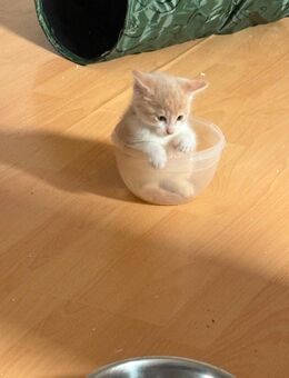 Maine Coon Mix Kater - Siegbach