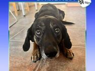 🧡 GARIBALDI 🧡 - ZUHAUSE GESUCHT! - Alfeld (Leine)