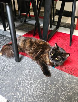Hauskatze - Hannover Bothfeld-Vahrenheide