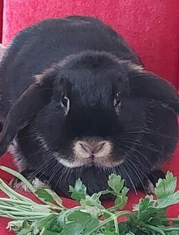 Kira - Zwergkaninchen - 3 Jahre - Tierhilfe Franken e.V. - Lauf (Pegnitz) Zentrum