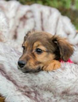 265519 - hast du auch so tolle Ideen? - Overath