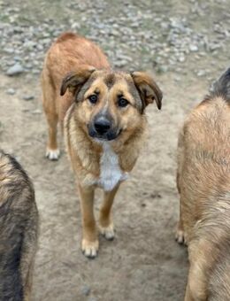 Schönheit Fancy sucht ihr Glück - Celle