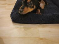 Zwerg Pinscher 4 monate alte Dame - Werdau