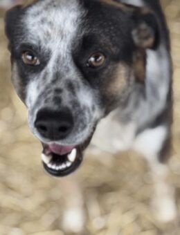 Jorek, der Geduldige 🐾 - Elsdorf (Nordrhein-Westfalen)