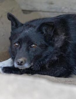 Lara ♥️ möchte endlich vertrauen - Kallmünz