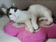 Maya aus dem Tierschutz - Grevenbroich