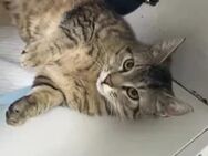 MORITZ - verspielter Jungkater - Kallmünz