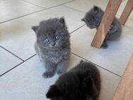 Bkh Kitten Silver Blue und Chocolate - Papenburg