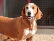 Watson – ein Senior auf der Suche nach Ruhe und Liebe - München