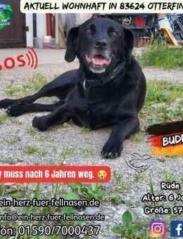BUDDY - muss nach 6 Jahren weg :-( - Waakirchen
