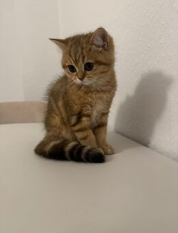 Britisch Kurzhaar Katze abzugeben - Hagen (Stadt der FernUniversität) Hohenlimburg
