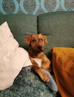 TRUFFLES ♥️ kleiner Dackelmix sucht seine Familie - Kaufbeuren