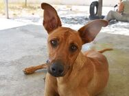 Miky toller Junghund Mr - Ludwigshafen (Rhein)