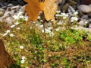 Kleiner Gartenstecker Schmetterling Edelrost - Kraftisried