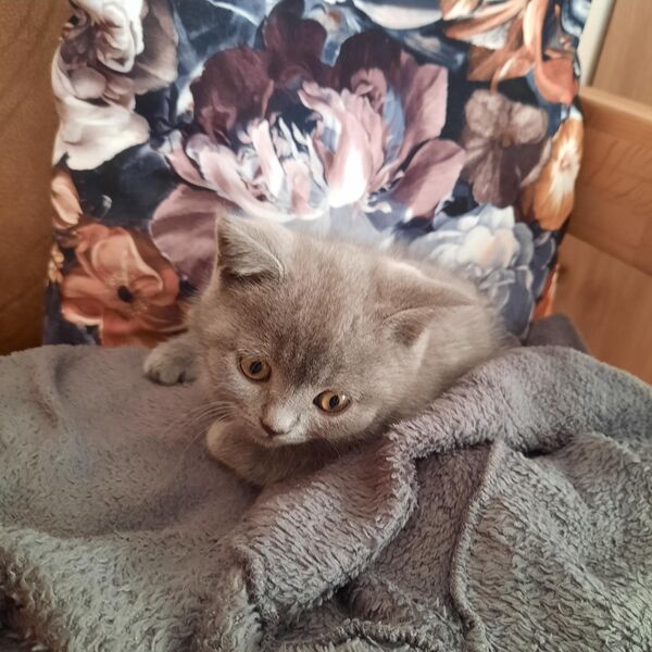 BKH Kitten männlich 12 Wochen alt - Ruppertsweiler