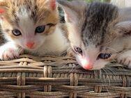 Kitten suchen ein liebevolles Zuhause - Krefeld