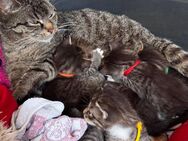 Süße Hauskatzen-Kitten ab Ende August abzugeben – geboren am 14.05.2025 - Rüdersdorf (Berlin)