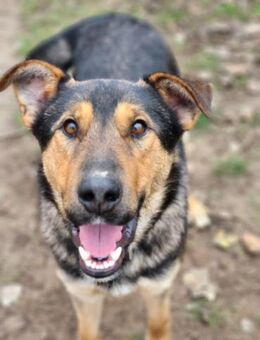 Rocco sucht für immer zu Hause - Schnarup-Thumby