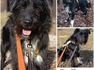DOLLY -Sucht Begleitung an ihrer Seite- - Duisburg