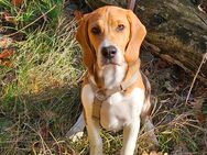 Beagle sucht neues Zuhause - Strausberg