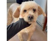 Sunny - Pflegestelle oder Zuhause gesuch - Oberwies