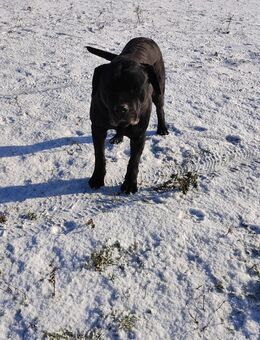 Labrador mix Hündin - Lich Zentrum