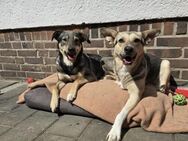 Dreamteam sucht gemeinsames Zuhause ❤️ - Kalkar
