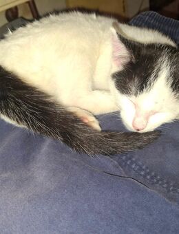 Kitten abzugeben - Mosbach