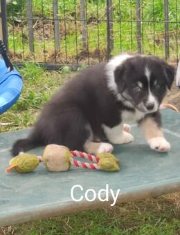 Australian Shepherd Welpen, reinrassig - Hagen (Stadt der FernUniversität)