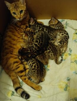 Bengal Kitten - Hamburg Altona