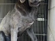 Miro wartet im Tierheim - Köln