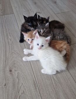 5 gesunde Reinrassige Maine Coon Kitten - Nordheim