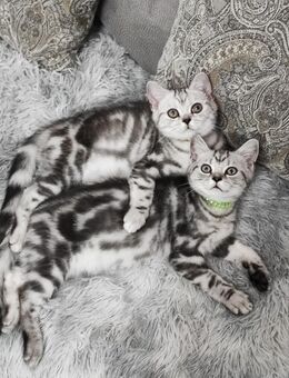 Bkh Kitten, Kätzchen mit Stammbaum, Abgabebereit - Büren