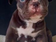 Französische Bulldogge Rüde in choco - Kassel