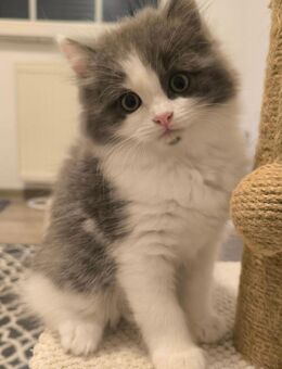 BKH Britisch Kurzhaar blue / Ragdoll Kitten (Nur noch zwei Kitten verfügbar) - Büdesheim