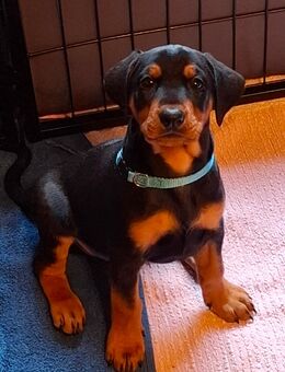 Deutsche Pinscher Welpen gesund, verspielt und bereit für Besuch - Eitorf