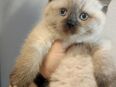 BKH Kitten, geimpft, entwurmt mit Pass in 10585