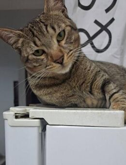 Laenna - ❤️ möchte dein Freund sein - Kirchheim (München)