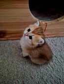 BKH Kitten Reinrassig in 65205