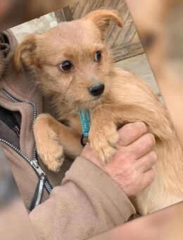 Ich heiße Feny ... - Frankfurt (Main)