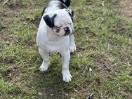 Retro Mops welpen - Sieverstedt