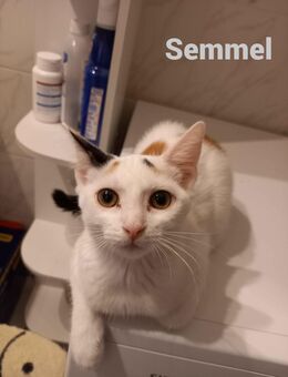 Calico Kätzchen suchen Zuhause - Kritzow